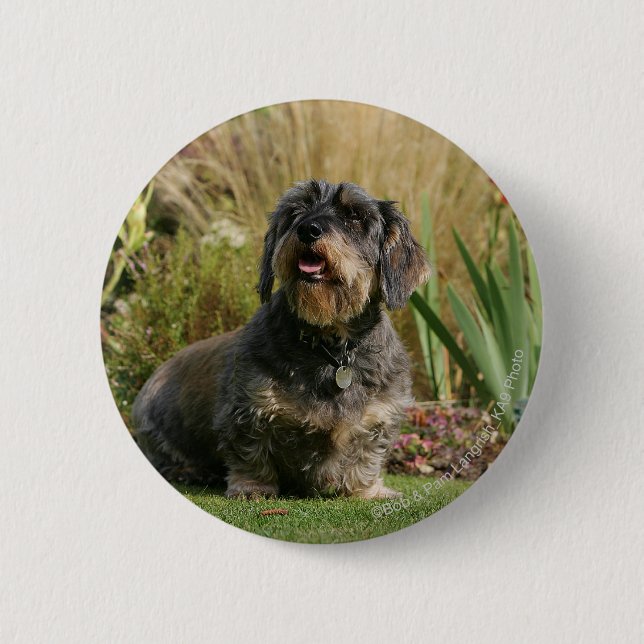 Wire-haired Standard Dachshund 6 Cm Round Badge (Front)