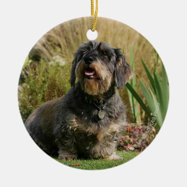 Wire-haired Standard Dachshund Ceramic Tree Decoration (Front)