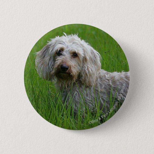 Wire-haired Standard Dachshund in Grass 6 Cm Round Badge (Front)