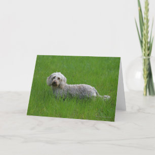 Wire-haired Standard Dachshund in Grass Card
