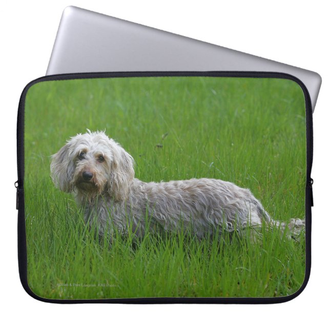 Wire-haired Standard Dachshund in Grass Laptop Sleeve (Front)