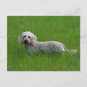 Wire-haired Standard Dachshund in Grass Postcard