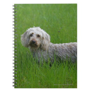 Wire-haired Standard Dachshund in Grass Spiral Notebook