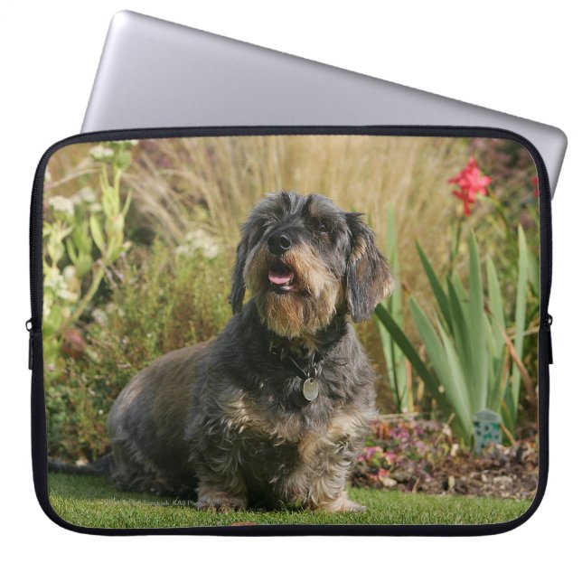Wire-haired Standard Dachshund Laptop Sleeve (Front)