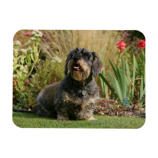 Wire-haired Standard Dachshund Magnet (Horizontal)