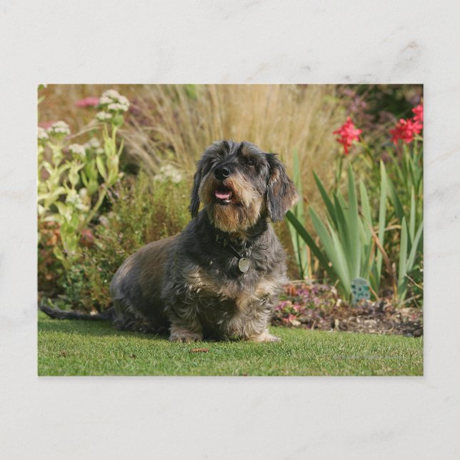 Wire-haired Standard Dachshund Postcard (Front)