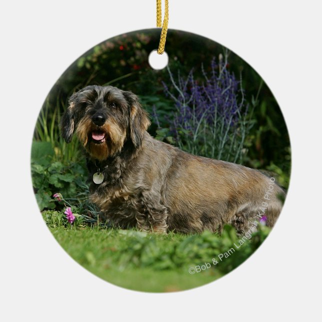 Wire-haired Standard Dachshund Sitting Ceramic Tree Decoration (Front)