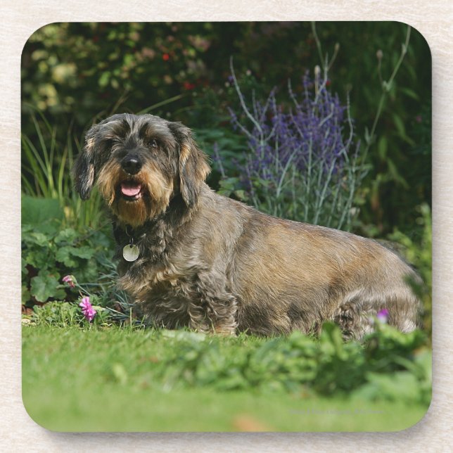 Wire-haired Standard Dachshund Sitting Coaster (Front)