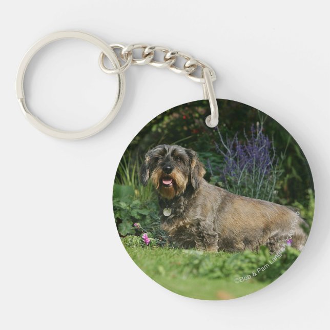 Wire-haired Standard Dachshund Sitting Key Ring (Front)