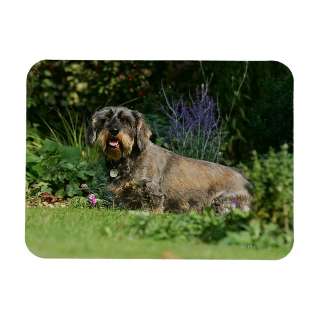 Wire-haired Standard Dachshund Sitting Magnet (Horizontal)