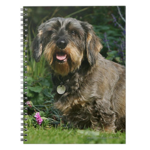 Wire-haired Standard Dachshund Sitting Spiral Notebook