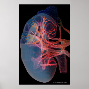 Wireframe of the inside of a kidney poster