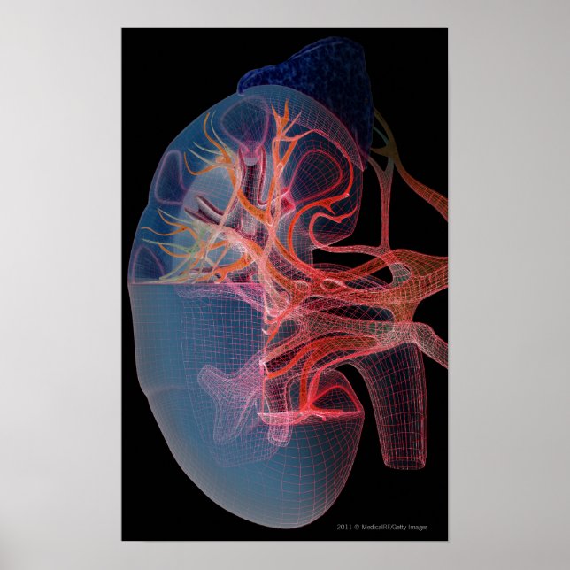 Wireframe of the inside of a kidney poster (Front)
