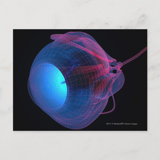 Wireframe of the muscles of the eye postcard (Front)