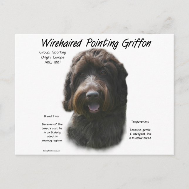 Wirehaired Pointing Griffon History Design Postcard (Front)