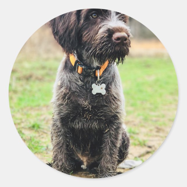 Wirehaired pointing Griffon puppy Classic Round Sticker (Front)