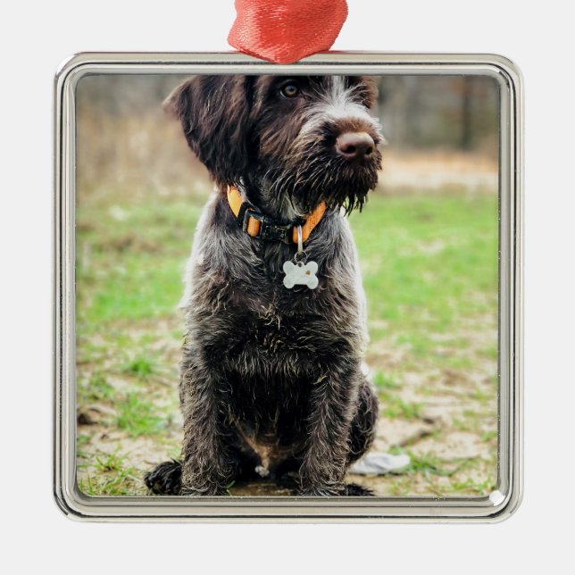 Wirehaired pointing Griffon puppy Metal Tree Decoration (Front)