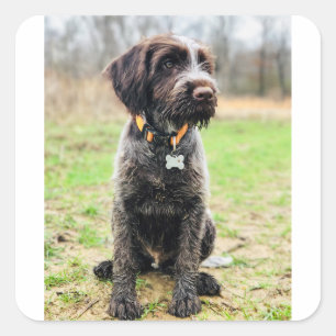 Wirehaired pointing Griffon puppy Square Sticker