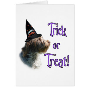Wirehaired Pointing Griffon Trick