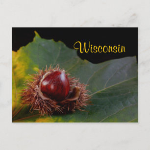 Wisconsin, Autumn Leaf With Nut Postcard