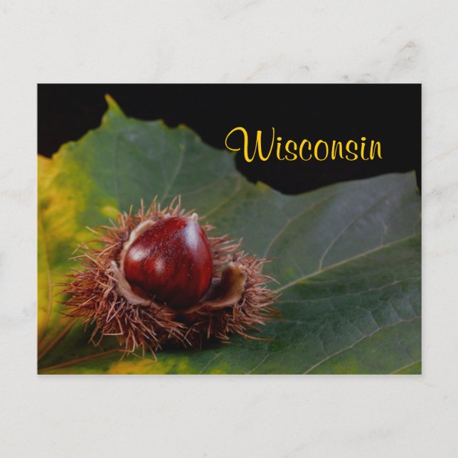 Wisconsin, Autumn Leaf With Nut Postcard (Front)