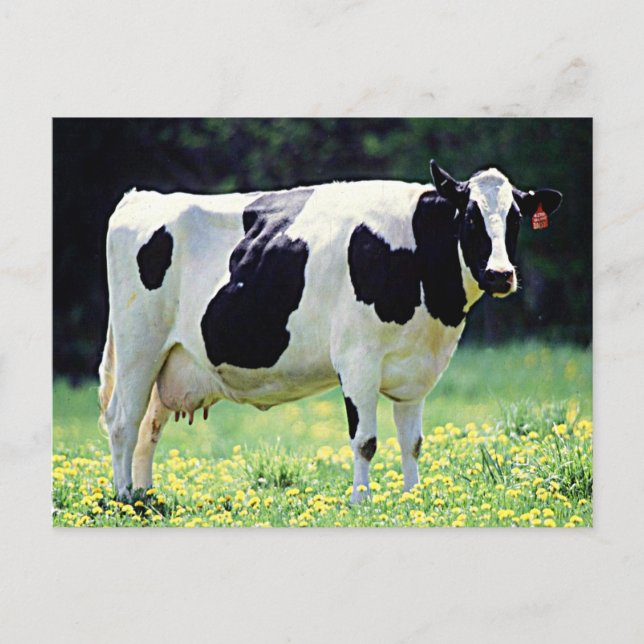 Wisconsin Dairy Cow Postcard (Front)