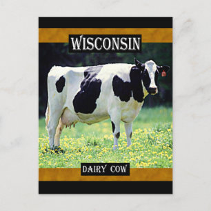 Wisconsin Dairy Cow Postcard