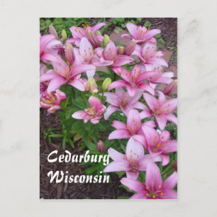 Wisconsin Lillies Postcard