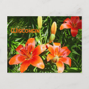 Wisconsin Lillies Postcard