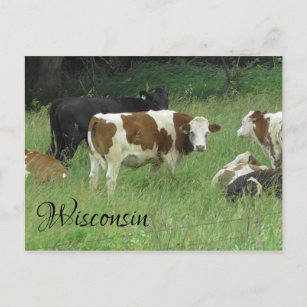 Wisconsin Postcard with photo of Cow in Pasture