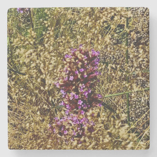 Wisconsin Purple Wildflower , Fall Close-up Stone Coaster