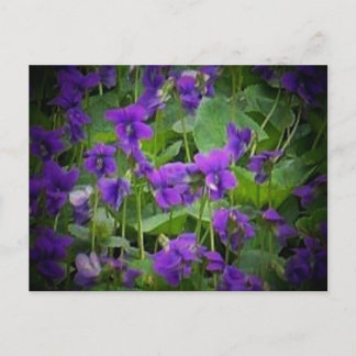 Wisconsin State Flower: Wood Violet Postcard