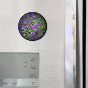 Wisconsin State Flower: Wood Violet spotlight Magnet