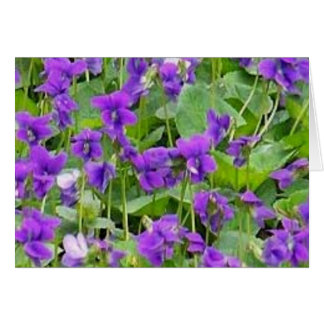 Wisconsin Wood Violets