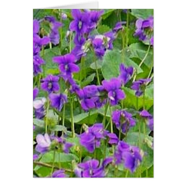 Wisconsin Wood Violets (Front)