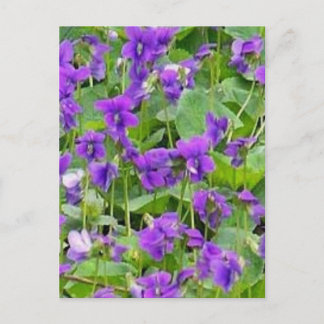 Wisconsin Wood Violets - Customised Postcard