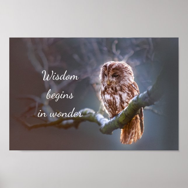 Wisdom Begins in Wonder // Owl Poster (Front)