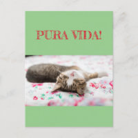 Wisdom & Humor PuraVida! Cat sleeps in green