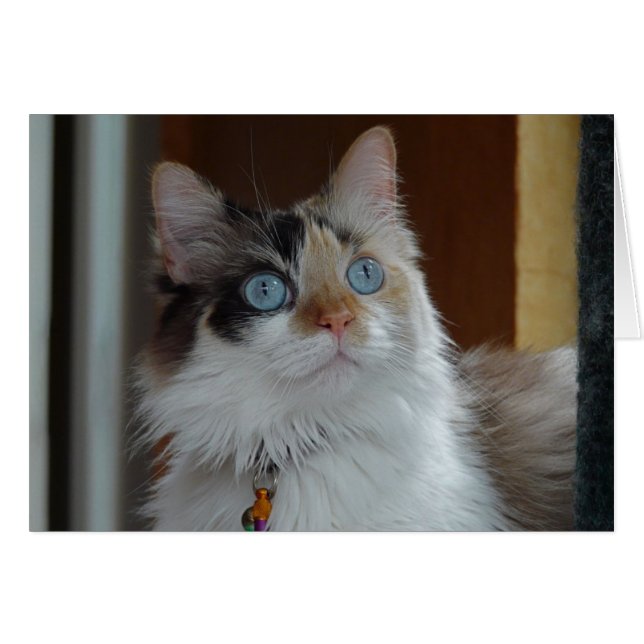 Wisdom Looks Up Card (Front Horizontal)