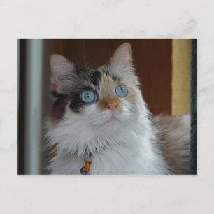 Wisdom looks up Postcard