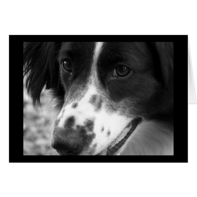 Wise Dog (Front Horizontal)