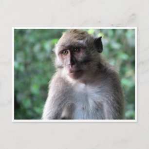 wise macaque postcard