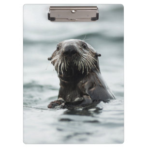 Wise Otter Clipboard