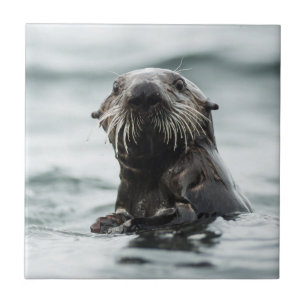 Wise Otter Tile