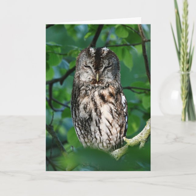 Wise owl card (Front)