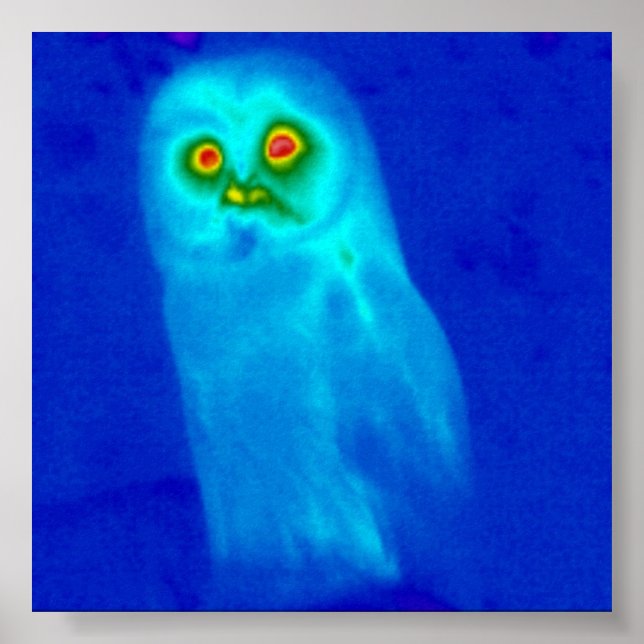 wise owl poster (Front)