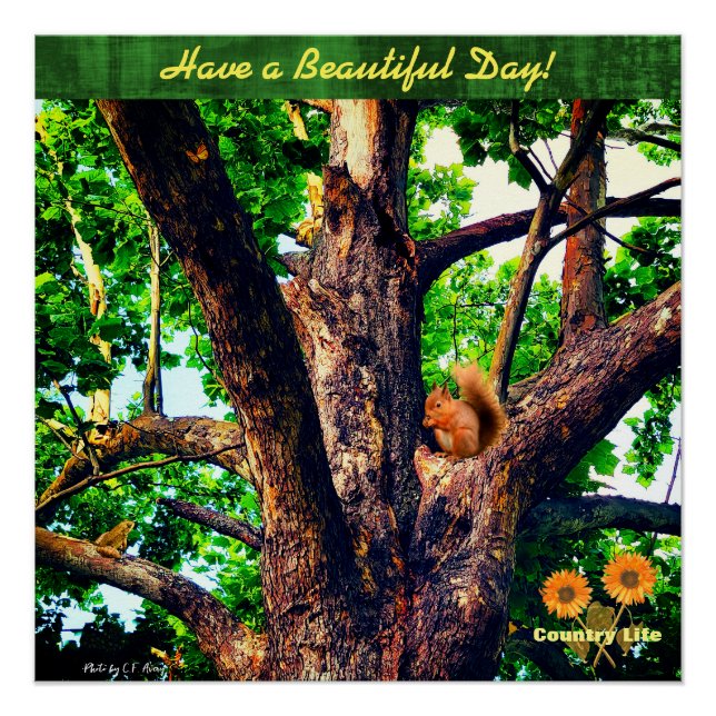 Wish You a Beautiful Day -- Tree - Country Life Poster (Front)