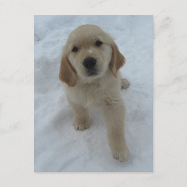 Wish You Were Here Postcard (Front)