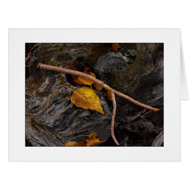 "Wishbone" (Front Horizontal)