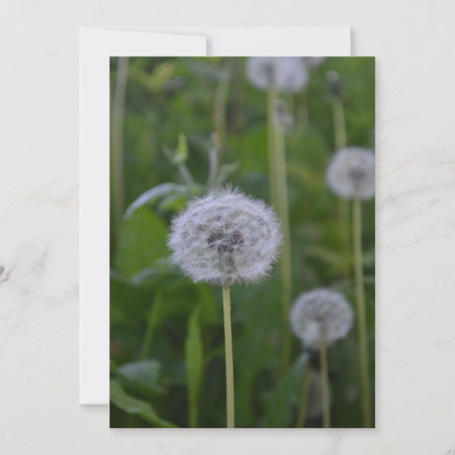 Wishfull Start (Front)